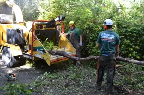 tree services Calmar